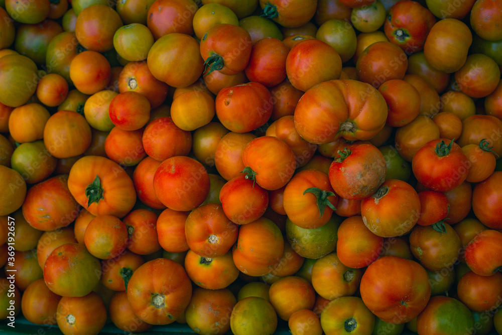 Pure and fresh organic tomato from farm in India