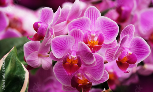 Orchid flowers