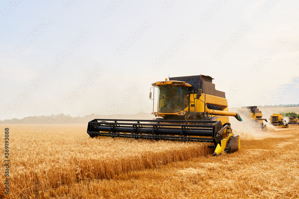 Obraz premium Combine harvesters working in wheat field with cloudy moody sky. Harvesting machine driver cutting crop in a farmland. Agriculture theme, harvesting season.