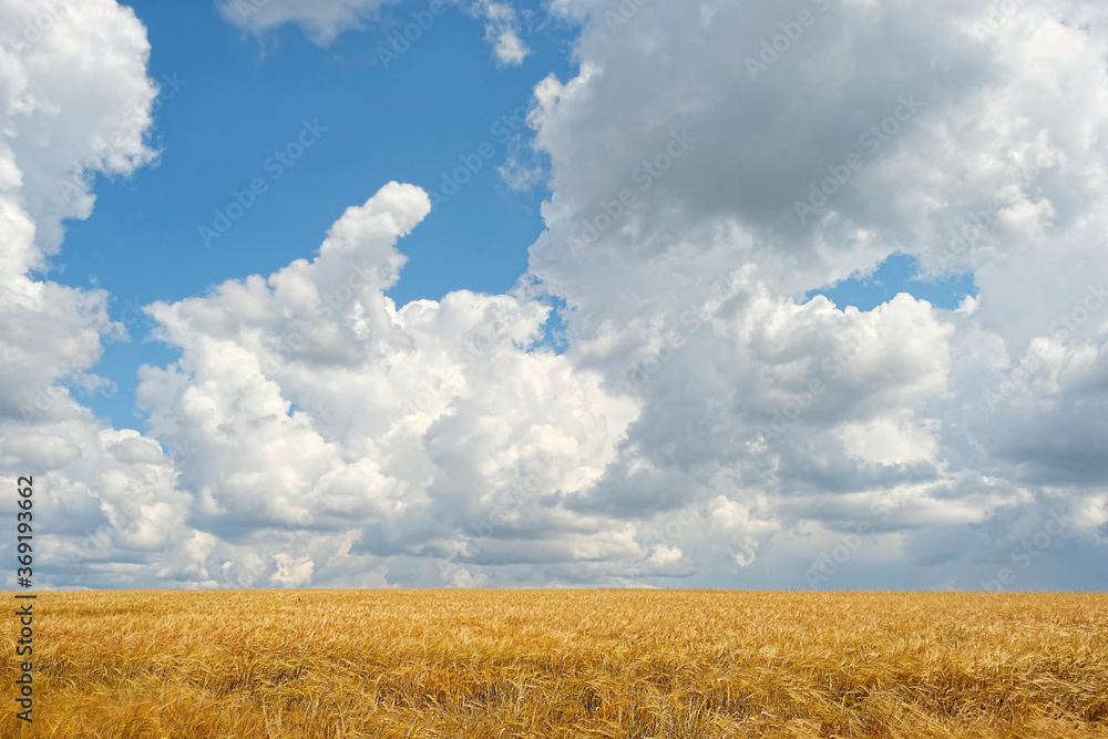 Wheat golden field and blue cloudy sky. summer rustic landscape. Wheat golden field and blue cloudy sky. summer rustic landscape.