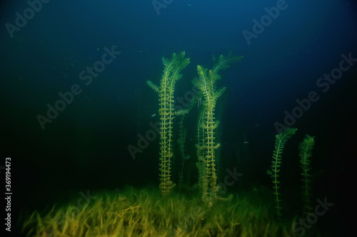 night underwater landscape / diving at night in fresh water, green algae, clear fresh water at night in the lake