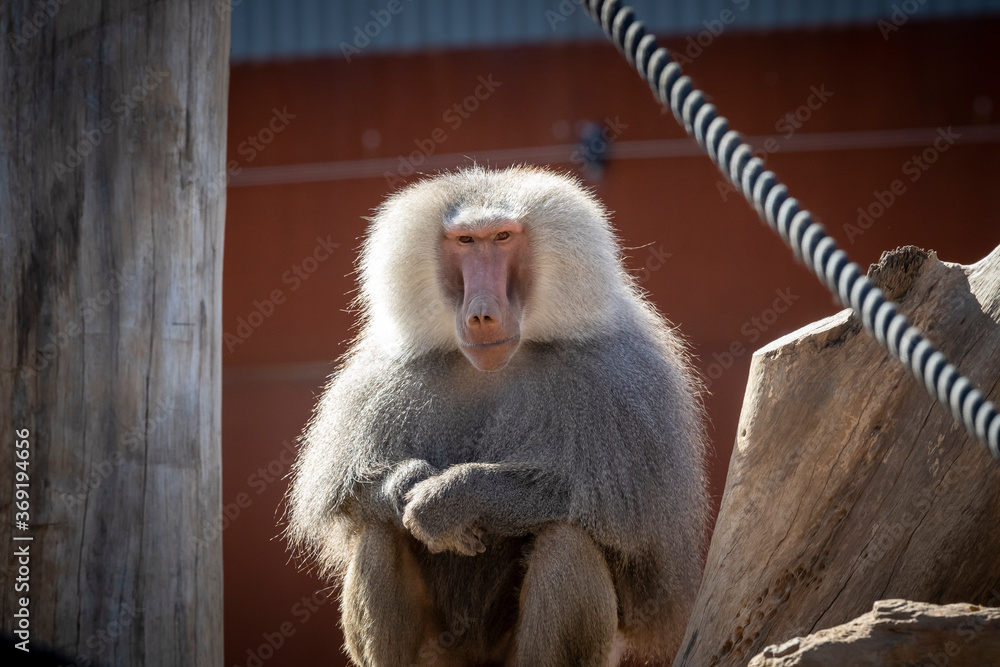 Naklejka premium A large male Hamadryas Baboon relaxing in the sunshine
