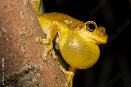 Peron's Tree Frog (Litoris peronii) photo