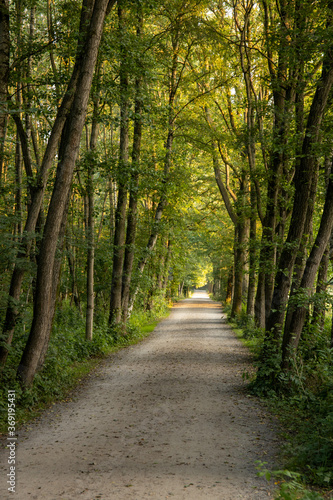 Feldweg oder Laufweg durch den Wald am Rubbenbruchsee in Osnabrück