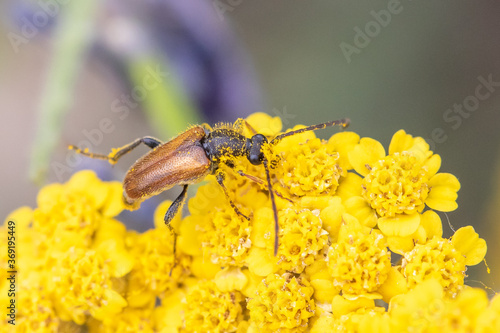 Фотография Pseudovadonia livida