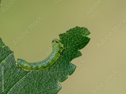 Elm zigzag sawfly - Aproceros leucopoda