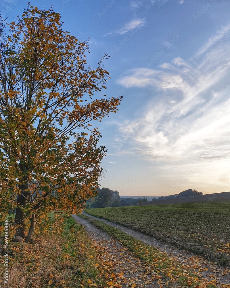 Naklejka premium country road in autumn