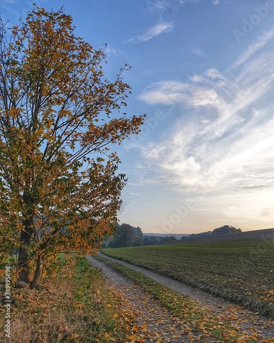 Fototapeta Naklejka Na Ścianę i Meble -  country road in autumn