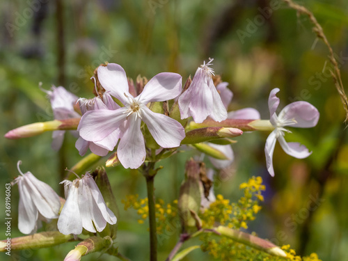 Common soapwort - Saponaria officinalis