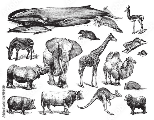 Animal collection - vintage engraved vector illustration from Petit Larousse Illustré 1914 photo