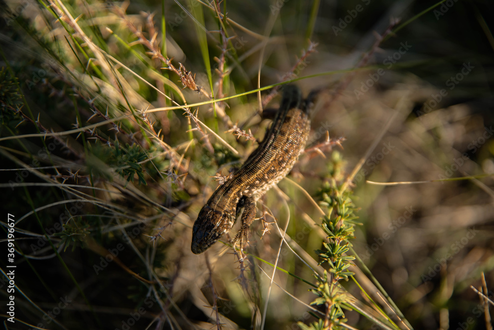 lizard on the grass lizard on the grass