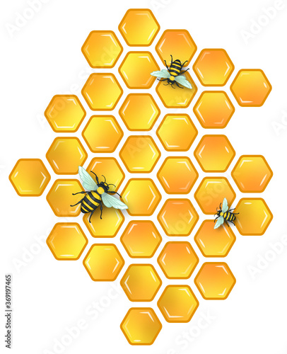 Honeycomb with Honeybees Vector