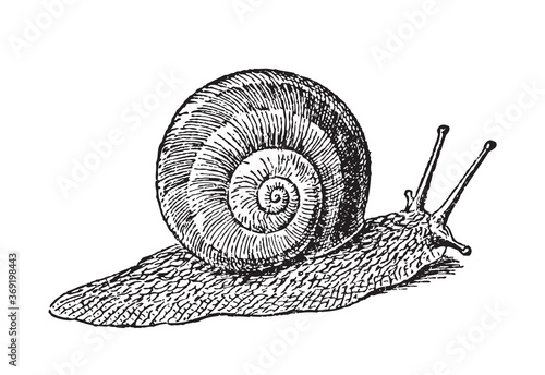 Escargot garden snail gliding - vintage engraved vector illustration from Petit Larousse Illustré 1914