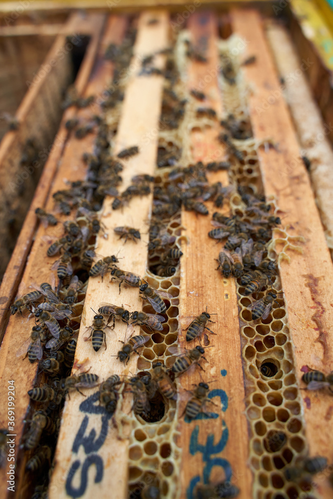 Closeup of the beehive Closeup of the beehive