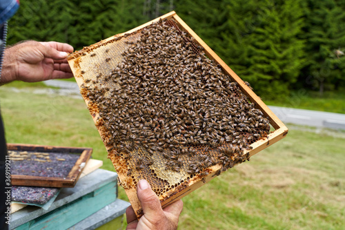 Beekeeper inspecting the hive