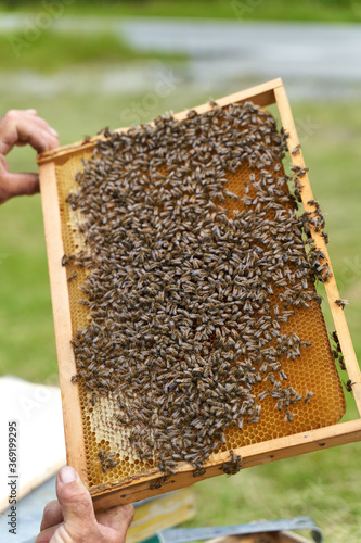 Beekeeper inspecting the hive