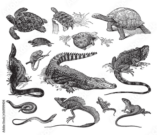 Photo Reptile collection of turtle, crocodile and lizard - vintage engraved vector ill