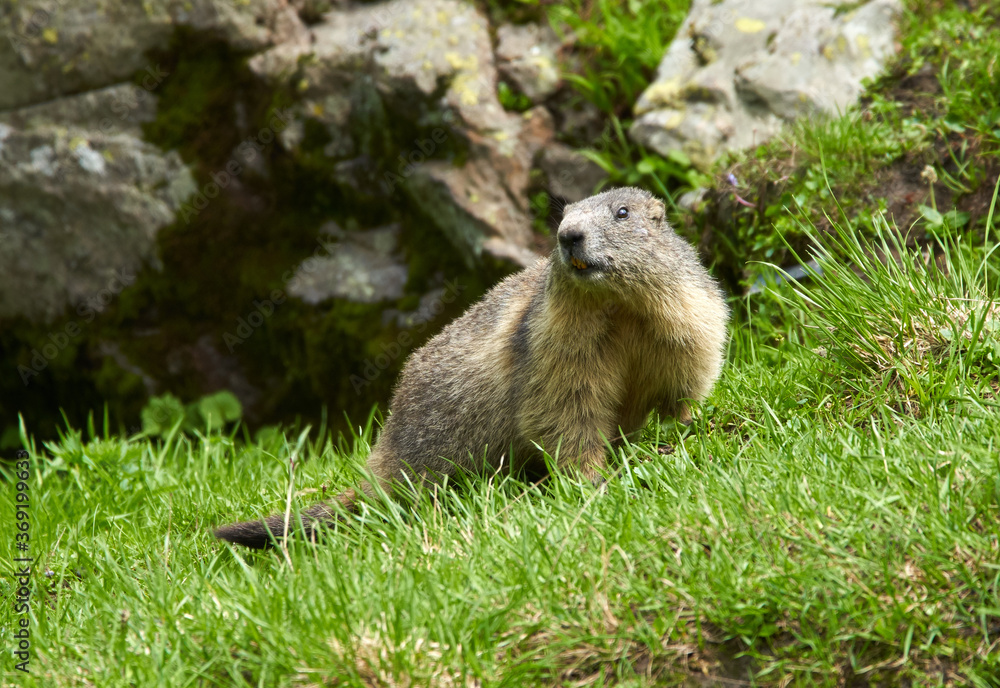 Cute marmot in the wild Cute marmot in the wild