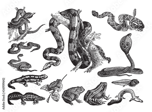 Reptile collection of snake, frog and salamander - vintage engraved vector illustration from Petit Larousse Illustré 1914