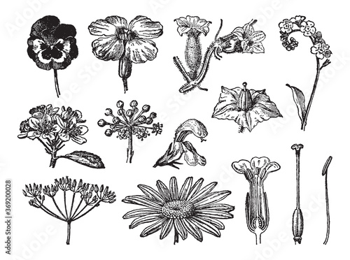 Flower and bloom collection - vintage engraved vector illustration from Petit Larousse Illustré 1914