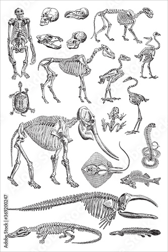 Animal skeleton collection - vintage engraved vector illustration from Petit Larousse Illustré 1914