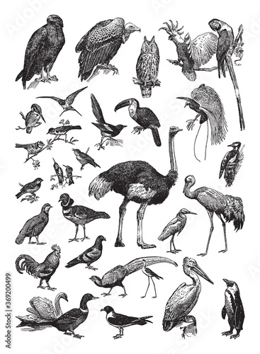 Bird collection - vintage engraved vector illustration from Petit Larousse Illustré 1914
