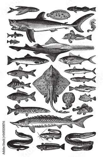 Fish collection - vintage engraved vector illustration from Petit Larousse Illustré 1914