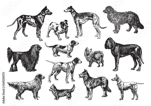 Dog collection - vintage engraved vector illustration from Petit Larousse Illustré 1914