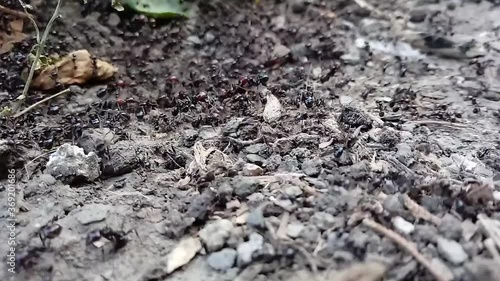 Wallpaper Mural Black ants in the wild are busy working Torontodigital.ca