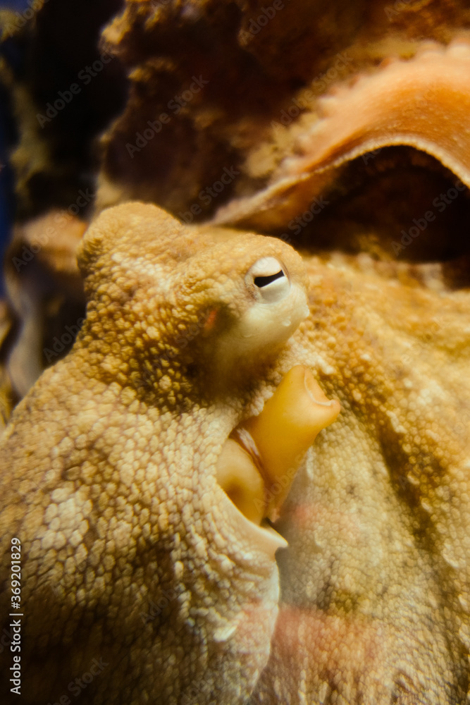 Obraz premium Octopus close-up view