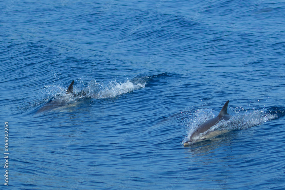 Fototapeta premium Delfin