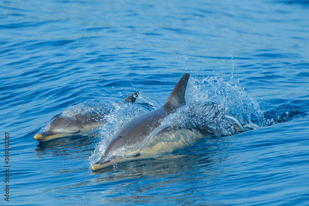 Obraz premium Delfin