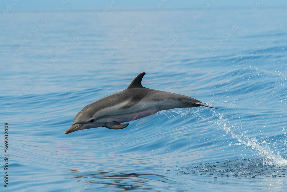 Fototapeta premium Delfin