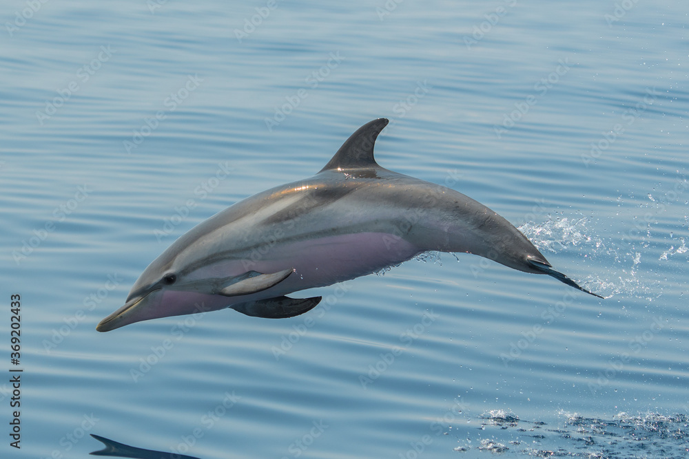 Fototapeta premium Delfin
