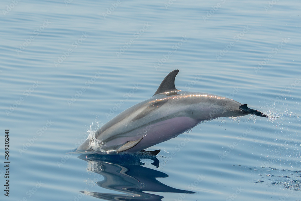 Obraz premium Delfin