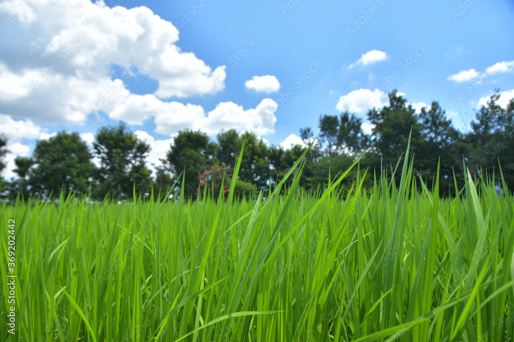 Obraz premium 夏の田んぼ