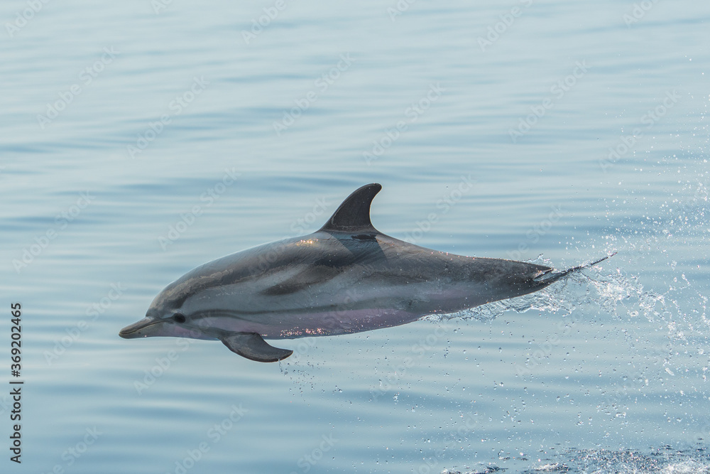 Fototapeta premium Delfin