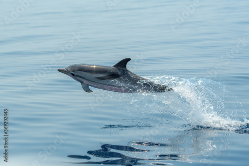 Delfin © Philippe