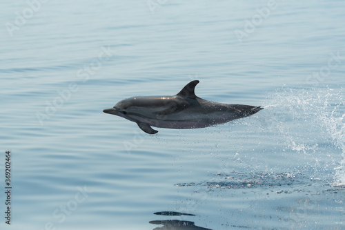 Delfin © Philippe