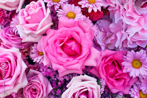 Roses flowers and chrysanthemum blooming on background