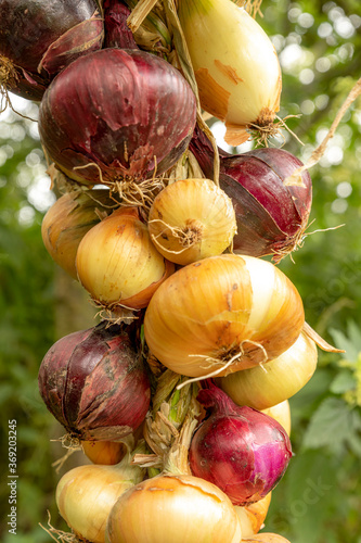 Different types of onions tied into a braid against a green background