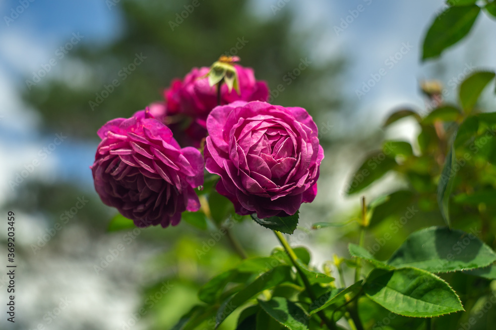 Pink rose flowers on a garden bed. Three buds on one stalk. Pink rose flowers on a garden bed. Three buds on one stalk.