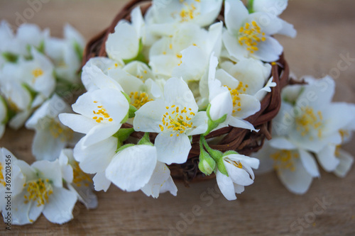 White jasmine flowers, traditional green tea ingredient, aromatherapy flavor
