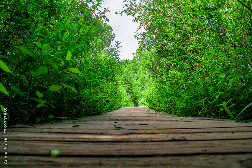 wooden bridge in the forest wooden bridge in the forest