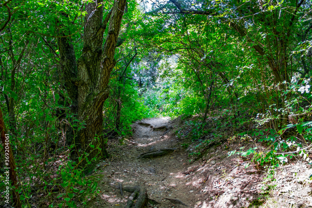 Fototapeta premium path in the forest