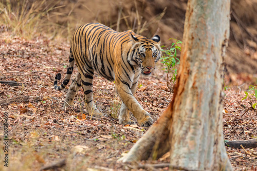 Great Bengal Tiger male in their nature habitat. Close Up of Tiger walk. Wildlife scene with Danger Animal. Hot summer in India. Dry area with beautiful Indian Tiger, Panthera Tigris
