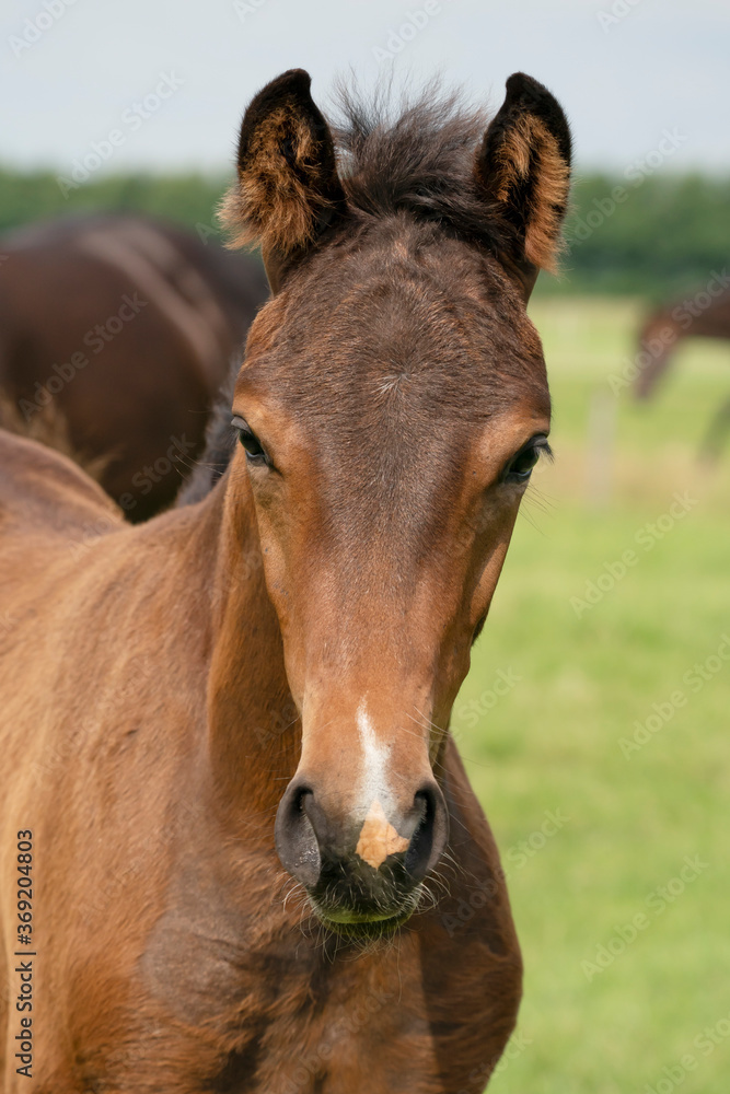 Attentive brown foal with head and mane in close-up Attentive brown foal with head and mane in close-up