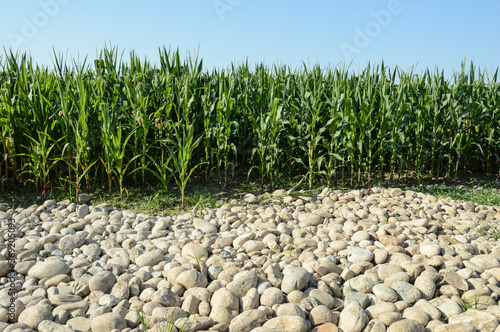 agriculture eau sécheresse arrosage culture céréales photo