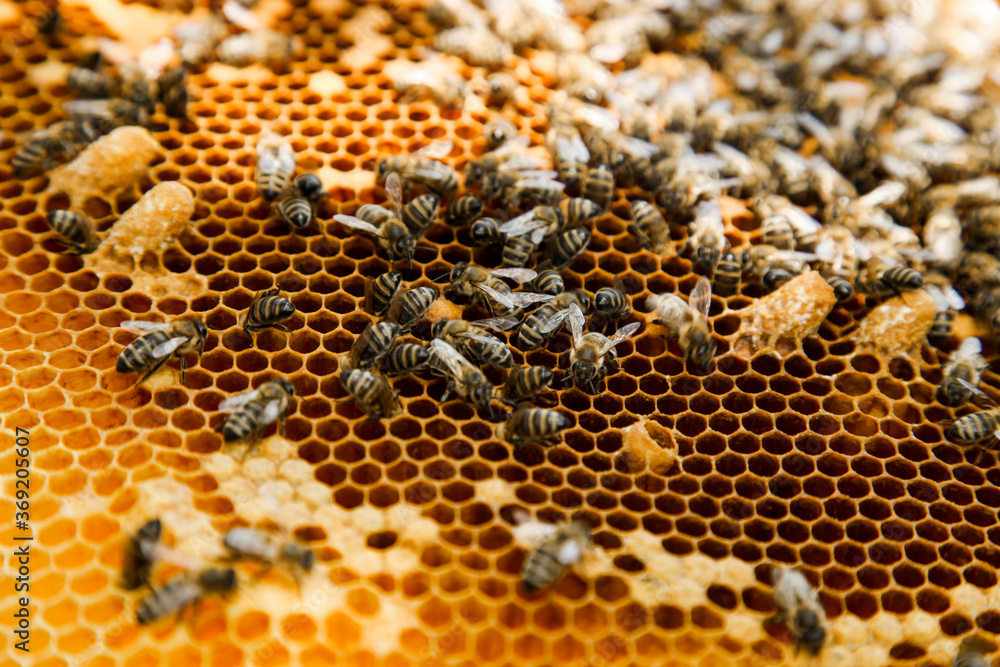 Golden honeycomb with bees Golden honeycomb with bees