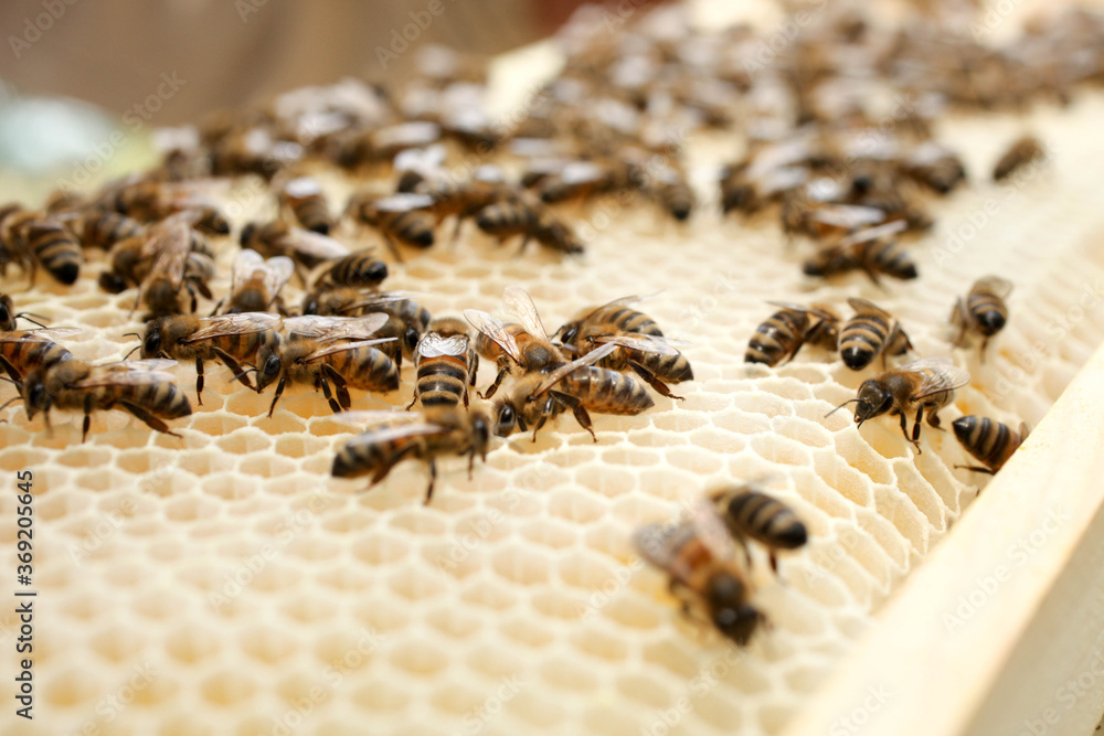 White honeycomb with bees White honeycomb with bees